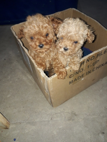 Imagen 5 de 8 de Caniche Micro,mini Y Toy