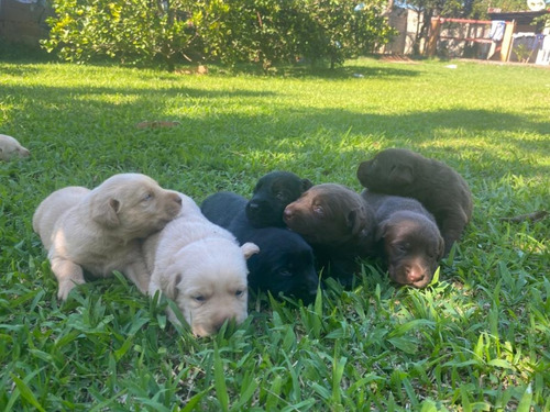 Labrador Retriever Cachorros Disponibles 