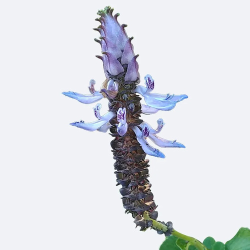 Pack 5 Plectranthus Neochilus - Boldo Paraguayo - Cubresuelo