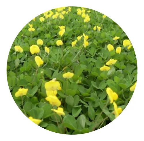 comprar 1800 Mudas De Grama Amendoim Raiz Nua + Instruções + Brinde