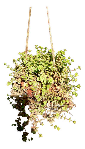 Maceta Colcante Suculenta Crassula Pellucida