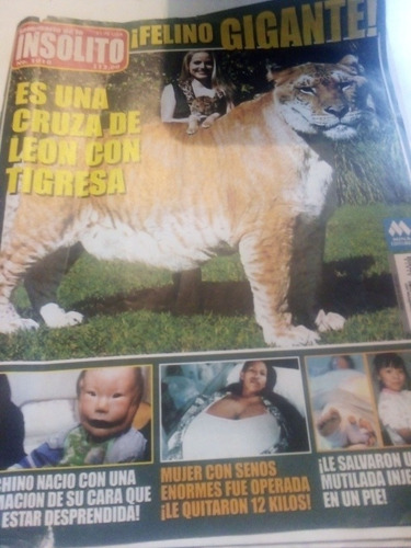 Revista Semanario De Lo Insólito Ligre Ligres Animales