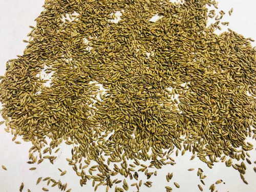 Semilla Pasto Guinea India Bolsa X 1.000 Grs