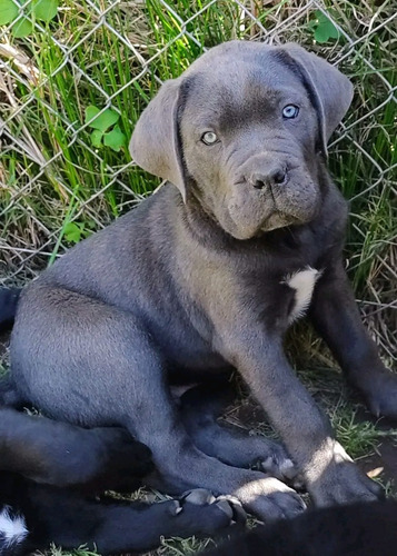 Presa Canario En La Ciudad De Quito 