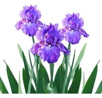 Comprar Iris Híbridos Germánica, Plantas, Colores Variados, Plantas!