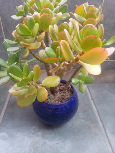 Bonsai Planta De Jade Arbol De La Moneda.leer Bien