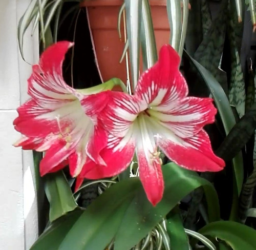 30 Semillas De Planta Amaryllis Hippeastrum  Amarillis