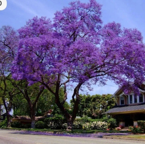 Semillas De Guayacán Morado Tabebuia X 50  Unds