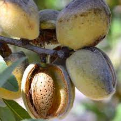 Imagen 1 de 9 de Almendro-arbol Grande 6 A. Excelente E.gratis.caba/gba