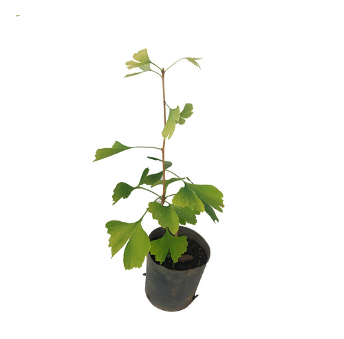 Planta Ginkgo Biloba 3l Gingko Árbol Greenonline Vivero