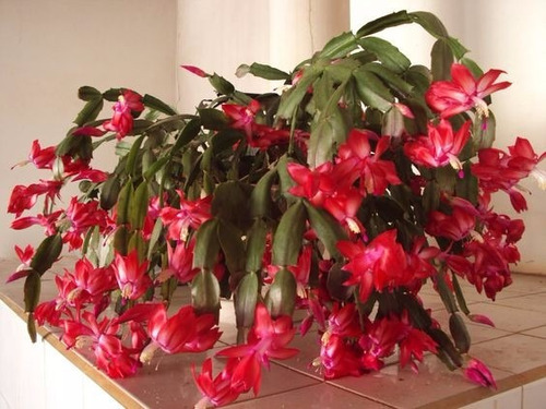 100 Sementes De Flor De Seda Vermelha | Parcelamento sem juros