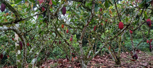 Imagen 4 de 14 de Finca-quinta De 3 Hectareas.
