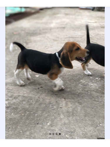 Imagen 5 de 5 de Cachorros Beagles Tricolor