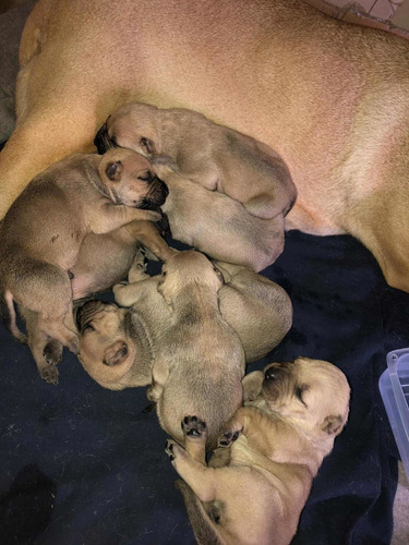 Imagen 1 de 10 de Perros Cimarrones Pedigree Puros