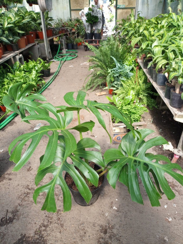 Imagen 3 de 5 de Philodendron Monstera, Costilla De Adan 10lts
