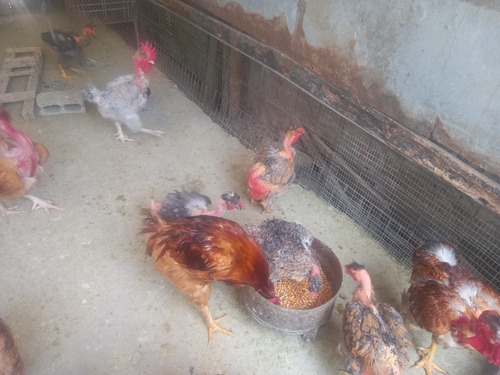 Imagen 4 de 10 de Gallos, Gallinas Criollas Guaricas, Culinas Y Pavos