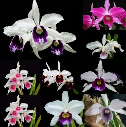 Imagem 1 de 2 de Kit Mudas De Orquídea Purpurata  10 Unidades