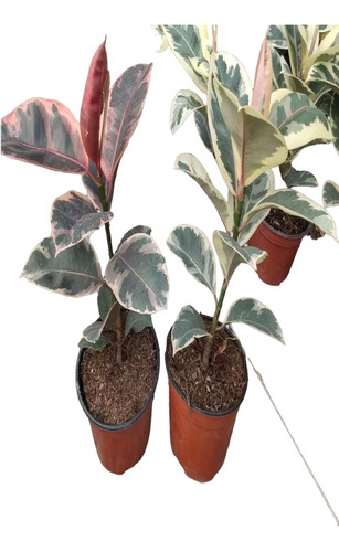 Planta Hule Blanco Tineke, Ruby Red Y Pandurata