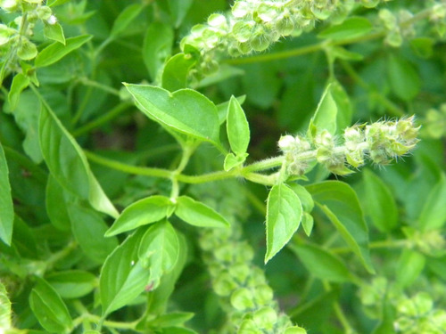 Semillas De Albahaca Limón Orgánica