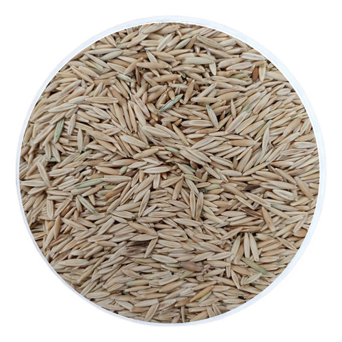 Semilla De Avena Para Sembrar O Germinados (10 Kg)
