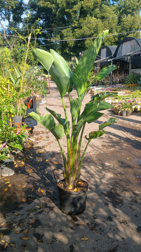 Strelitzia Nicolai (ave Del Paraíso Gigante) 40lts