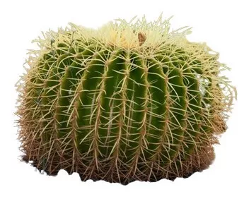 Cacto Cadeira De Sogra Bola Cactus Barril Flor Sementes | MercadoLivre