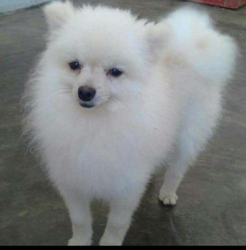 Filhotes Spitz Alemão Para Janeiro (ler Descrição)