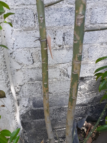 Arbol De La Vida - Lechero Africano Verde ( Planta )2.50 Mts