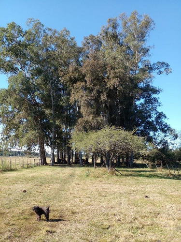 Imagen 1 de 14 de Bustamante Prop Campo Venta San Jose Colon Entre Rios