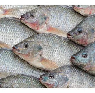 Formula Ração Para Tilapia Crescimento Engorda