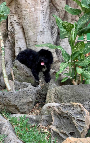 Labradoodle Americano Cachorros Hermoso Súpe Negro Profundo 