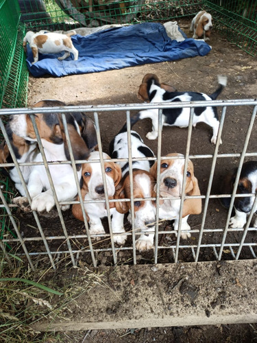 Cachorros Basset Hound En Pucón 