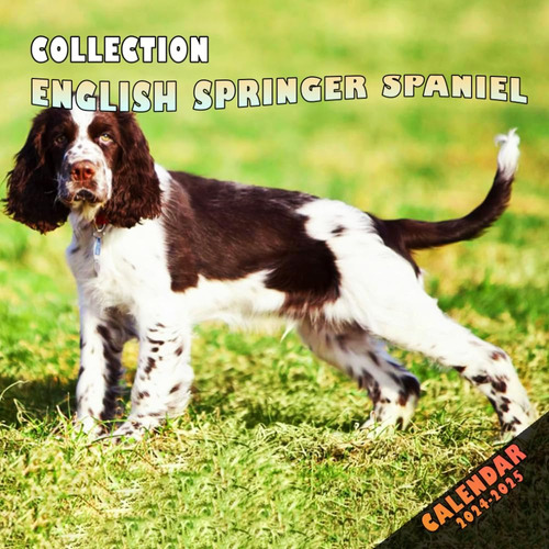 Libro: English Springer Spaniel Collection Calendar : 24 Mon