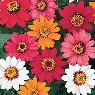 Burpee Pinwheel Mix Zinnia Seeds 150 Semillas