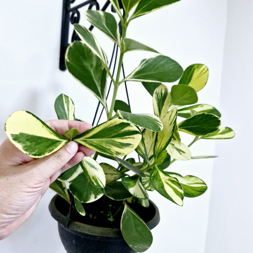 02 Muda Clusia Major Fluminensis Rosea - Clusia Variegata