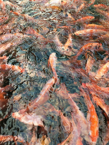 Imagen 7 de 10 de Tilapias Rojas Y Gris Curso Especial