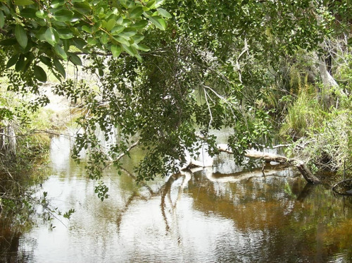 Imagen 4 de 12 de 350 Hectareas De Tierra Parmana Espino Morichales Y Pozos