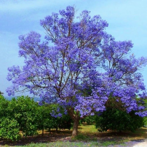 Semillas Arboles Jacarandá