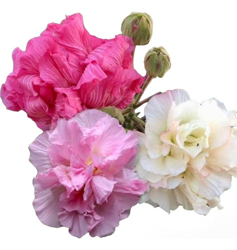 Rosa De Jerico / Hibiscus Mutabilis. Bellísima Floración.