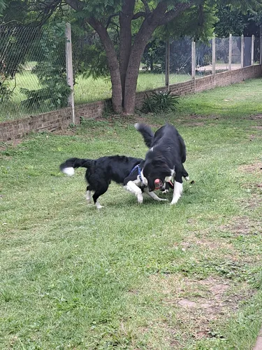 Borden Collie