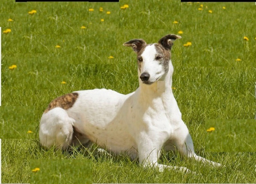 Rescatado Urgente Galgo Tipo Ingles Busca Hogar