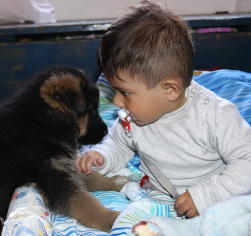 Cachorro Ovejero Alemán  Puros