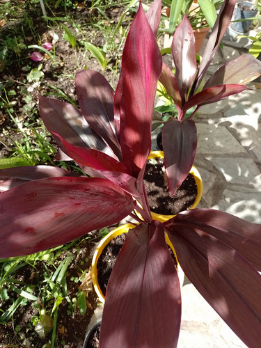 Cordyline Rubra Hermosas.villa Mitre.caba
