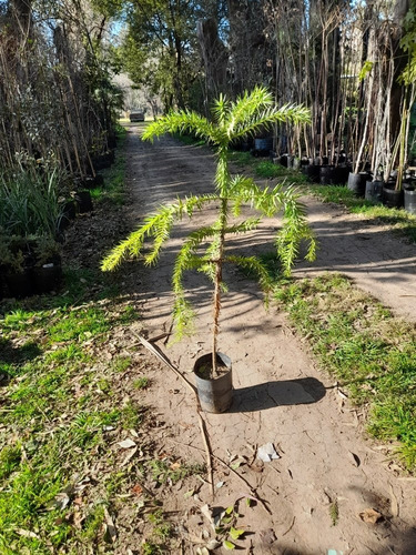 Araucaria Angustifolia (pino Parana), Muy Lindas