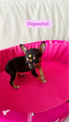 Pinscher Fêmea Micro País Menos De 1,5 Kilos