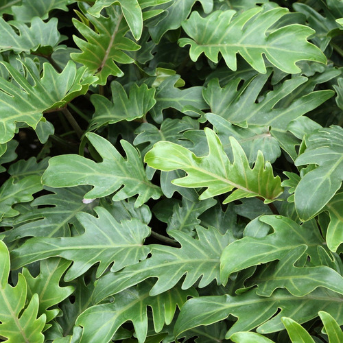 Muda De Guaimbê Ideal Para Jardim E Canteiros Alta Qualidade