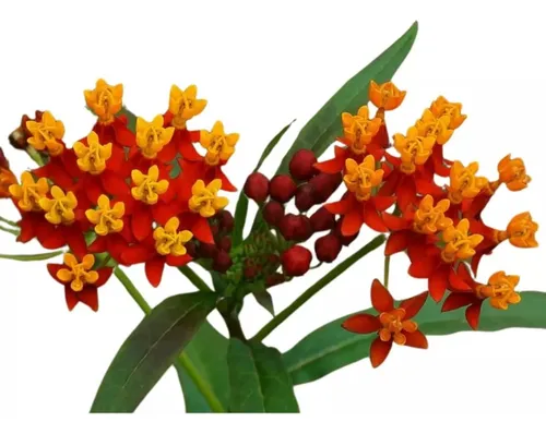 comprar Asclepia Curassavica  3lts 