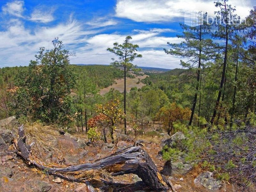 Imagen 5 de 12 de Terreno En Venta Bosques De Llano Grande
