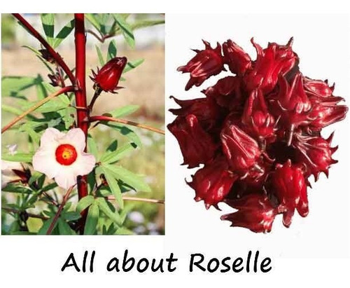 Frete Grátis 80 Sementes Vinagreira Gigante Chá De Hibisco