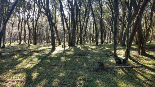 Imagem 2 de 29 de Terreno A Venda No Bairro Campina Da Barra Em Araucária - - 5584-1